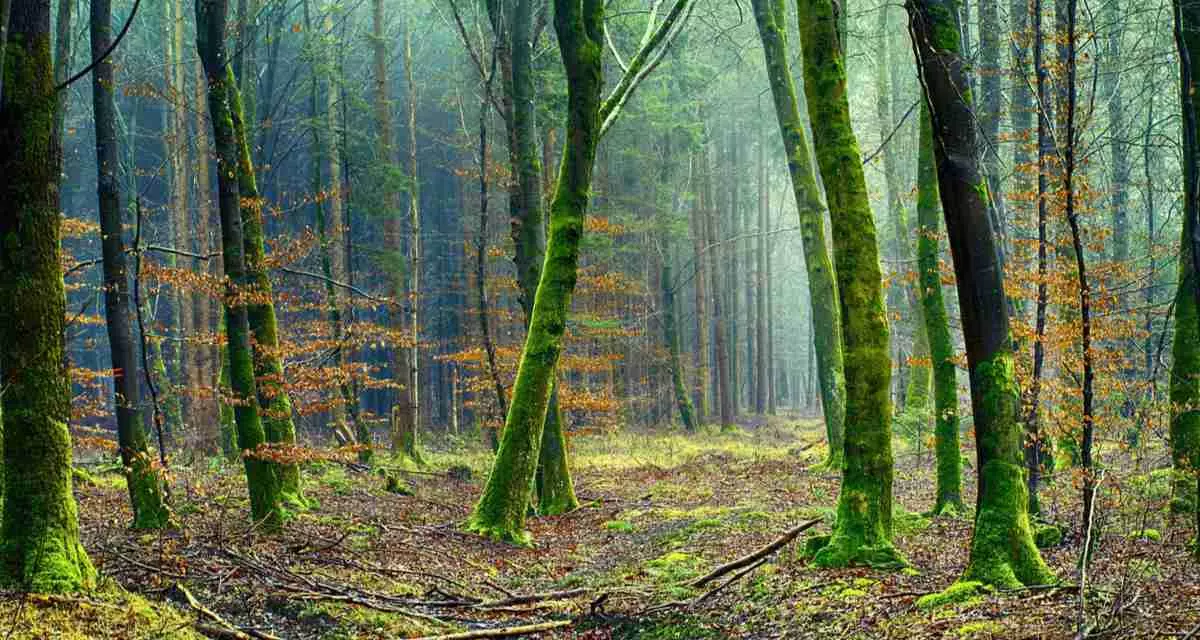 Symbolbild Umwelt. Foto: Pixabay | JPlenio Blick in einen Wald.