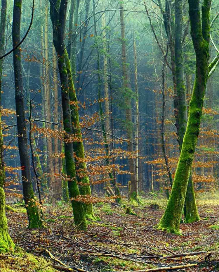 Bäume im Wald. Foto: Pixabay|jplenio