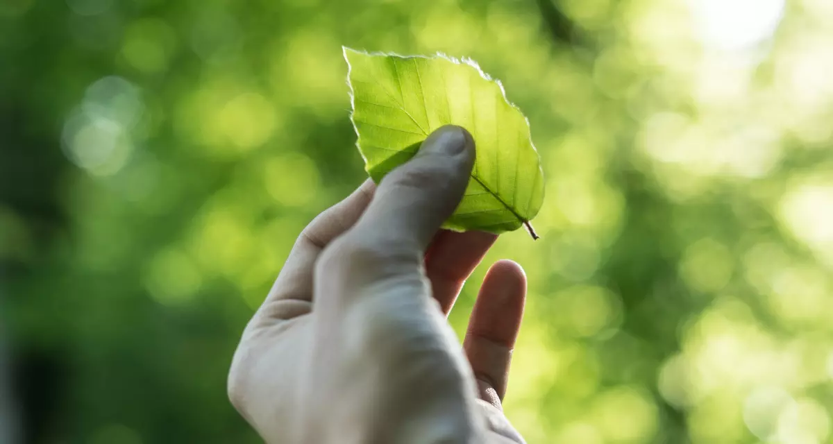 Jede:r kann etwas für die Umwelt tun. Foto: unsplash | Tobias Weinhold