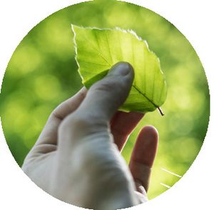 Symbolbild Umwelt und Energie. Foto: Tobias Weinhold / Unsplash. 